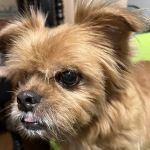River Heights Veterinary Hospital, A Thrive Pet Healthcare Partner