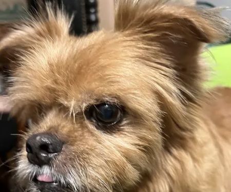 River Heights Veterinary Hospital, A Thrive Pet Healthcare Partner