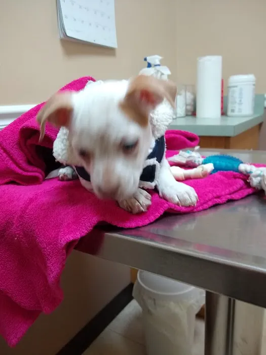 Crossroads Animal Hospital Picture 2