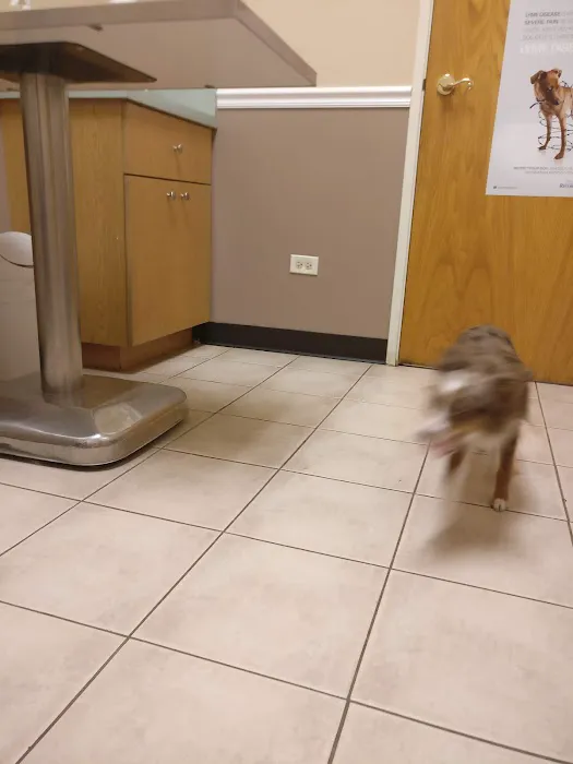 Crossroads Animal Hospital Picture 1