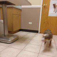 Crossroads Animal Hospital ico
