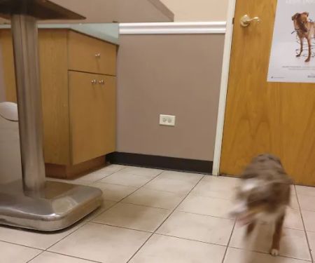 Crossroads Animal Hospital