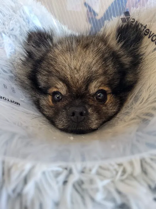 Crossroads Animal Hospital Picture 6