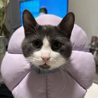 Fox Valley Animal Welfare League ico