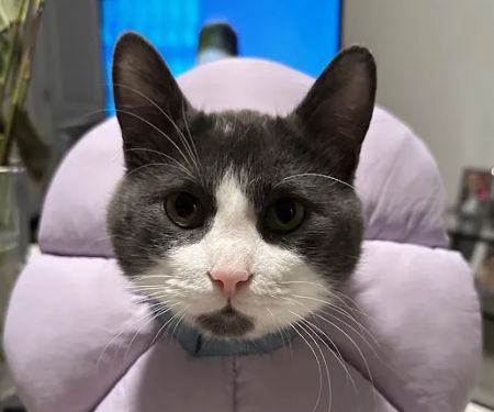 Fox Valley Animal Welfare League