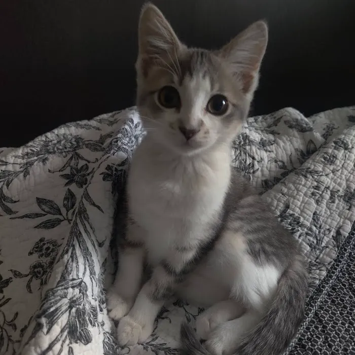 Fox Valley Animal Welfare League Picture 7