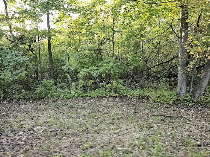 Forest View Animal Hospital, A Thrive Pet Healthcare Partner Picture 5