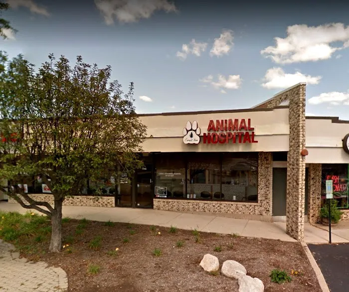 Forest View Animal Hospital, A Thrive Pet Healthcare Partner Picture 8