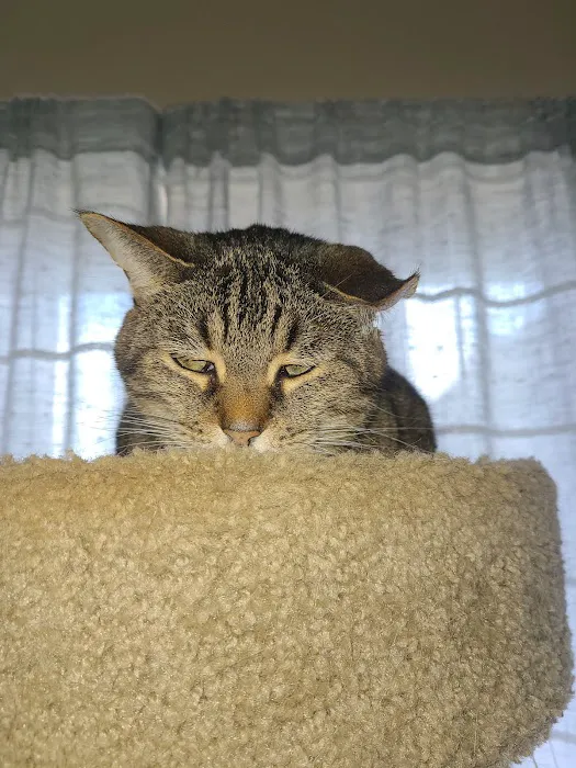 Arlington Cat Clinic Picture 1