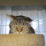 Arlington Cat Clinic