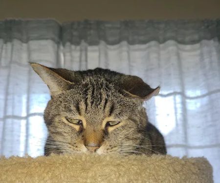 Arlington Cat Clinic