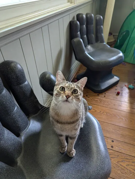 Arlington Cat Clinic Picture 2