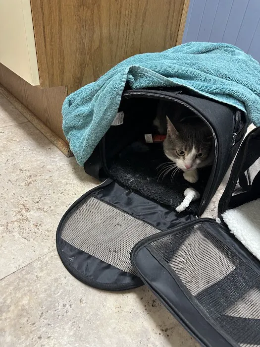 Arlington Cat Clinic Picture 4