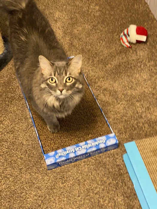 Arlington Cat Clinic Picture 6