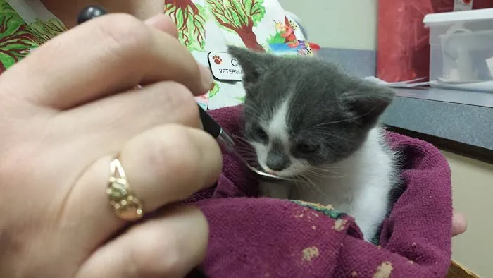 Arlington Cat Clinic Picture 7