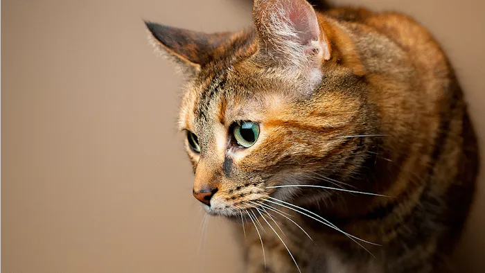 Arlington Cat Clinic Picture 9