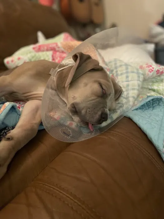 Harper Animal Hospital Picture 1