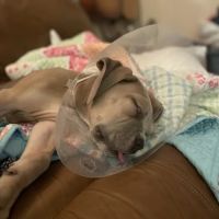 Harper Animal Hospital ico