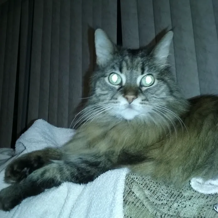 Harper Animal Hospital Picture 7