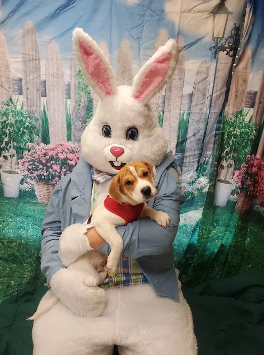 Hoffman Estates Animal Hospital, A Thrive Pet Healthcare Partner Picture 10