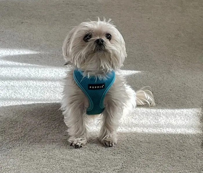 Hoffman Estates Animal Hospital, A Thrive Pet Healthcare Partner Picture 9