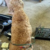 Ondera Veterinary Services ico