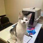 Sutton Road Animal Hospital
