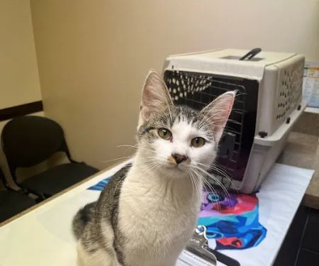 Sutton Road Animal Hospital