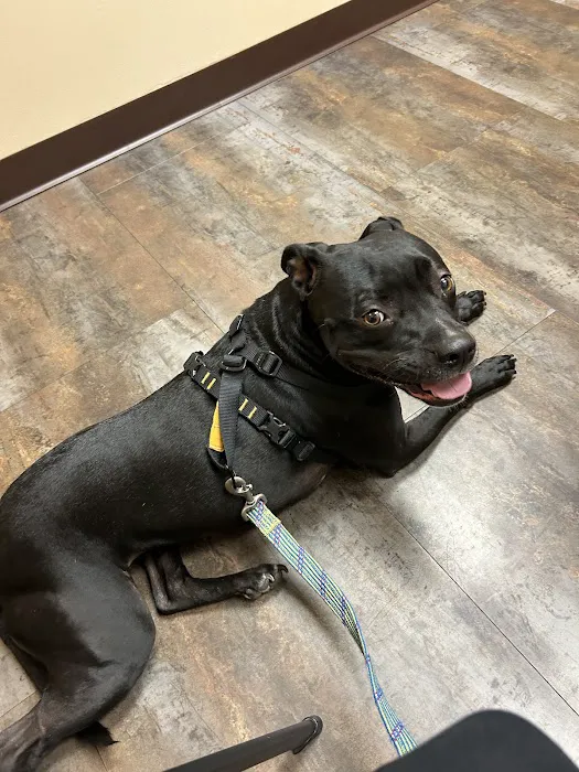 Sutton Road Animal Hospital Picture 3