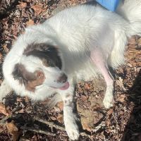St. Charles Veterinary Clinic ico