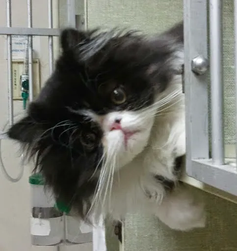 St. Charles Veterinary Clinic Picture 9