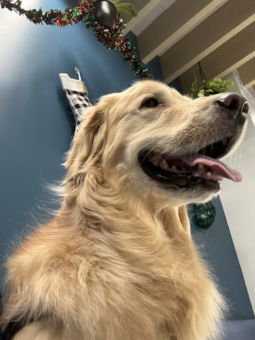 PetCure Oncology Chicago - Advanced Cancer Treatments for Cats & Dogs Picture 1