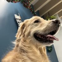 PetCure Oncology Chicago - Advanced Cancer Treatments for Cats & Dogs ico
