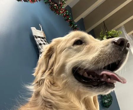 PetCure Oncology Chicago - Advanced Cancer Treatments for Cats & Dogs