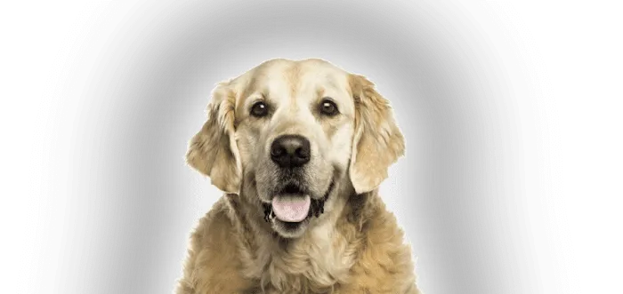 PetCure Oncology Chicago - Advanced Cancer Treatments for Cats & Dogs Picture 2
