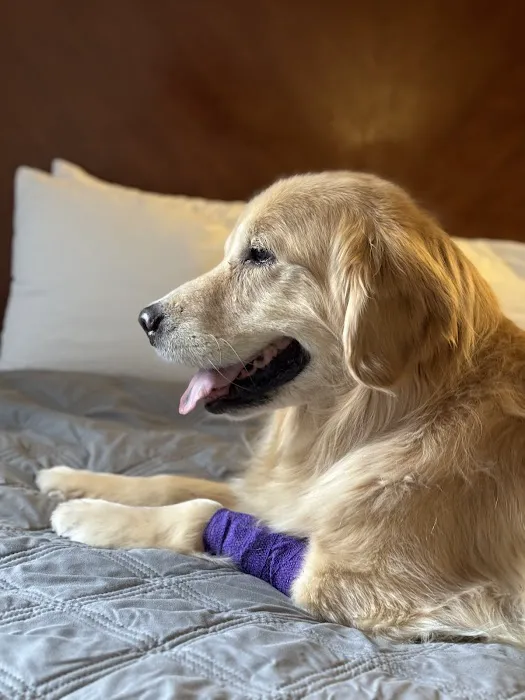 PetCure Oncology Chicago - Advanced Cancer Treatments for Cats & Dogs Picture 3