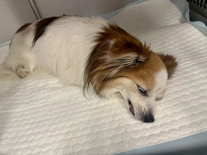 Thrive Pet Healthcare Specialists - Hoffman Estates Picture 3