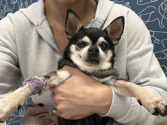Thrive Pet Healthcare Specialists - Hoffman Estates Picture 1
