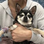 Thrive Pet Healthcare Specialists - Hoffman Estates