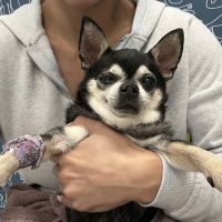 Thrive Pet Healthcare Specialists - Hoffman Estates ico