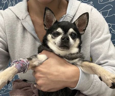 Thrive Pet Healthcare Specialists - Hoffman Estates