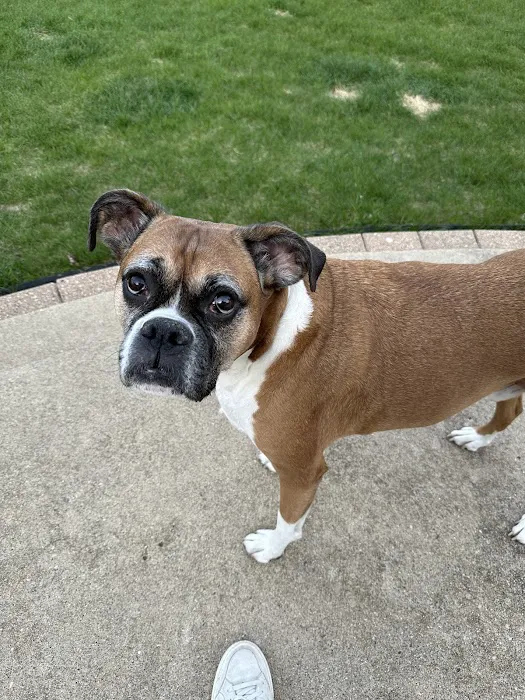Thrive Pet Healthcare Specialists - Hoffman Estates Picture 2