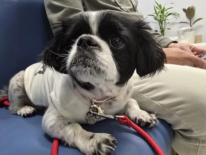 Thrive Pet Healthcare Specialists - Hoffman Estates Picture 7