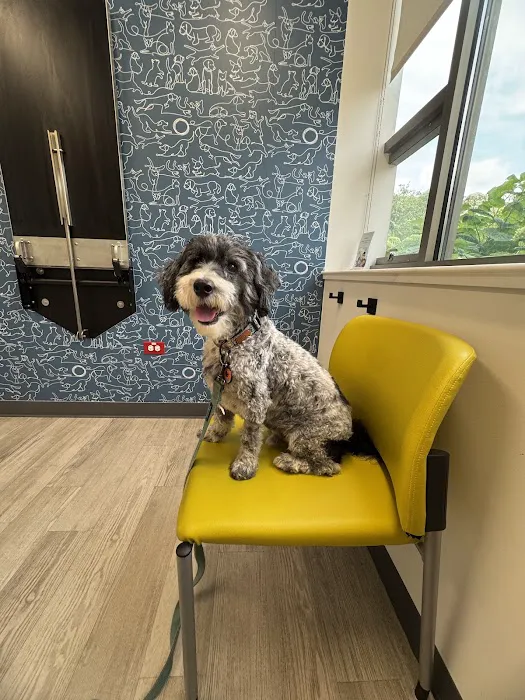 Dermatology for Animals - Hoffman Estates Picture 1