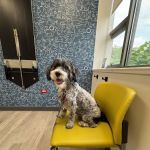 Dermatology for Animals - Hoffman Estates