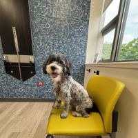Dermatology for Animals - Hoffman Estates ico