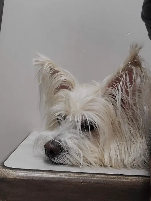 Elgin Animal Clinic Picture 2