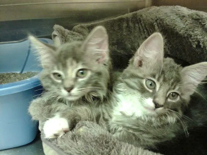 Elgin Animal Clinic Picture 7