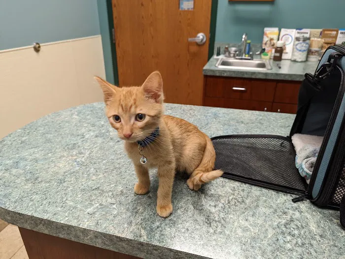 Animal Clinic of South Elgin Picture 5
