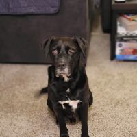 Wheeling Animal Hospital and Pet Resort ico